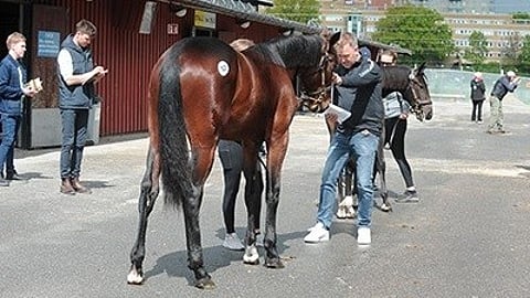 Solvalla huutokauppa