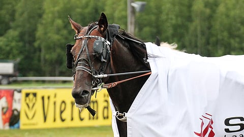 Jonas Halbak valloitti Vieremän. Ori on ollut kova vahvistus Miika Tenhusen talliin.