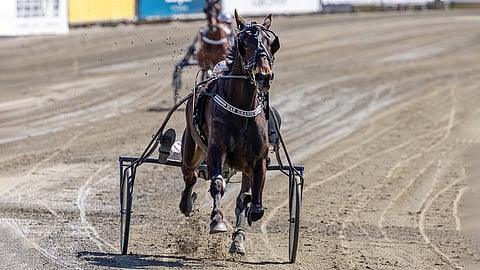 MAS Grande sijoittui 2-vuotiaana Kasvattajakruunussa kolmanneksi, mutta ensimmäinen totoravivoitto tuli vasta tänä vuonna. Sen lisäksi se on ravannut tällä kaudella viisi kakkosta ja yhden kolmossijan.