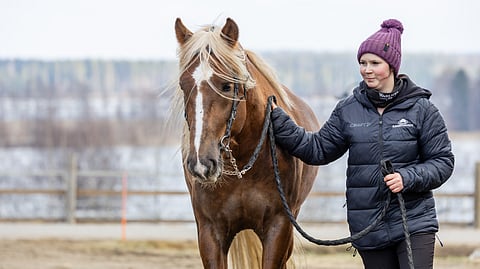 Seppo Suurosen tallin Marian Myrsky kuuluu Pikkupelimannin avainhevosiin. Sitä hoitaa Vilma Lepistö.