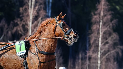 Tinderi on Heikki Mikkosen oma kasvatti.