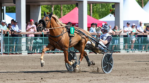 Vipinän Vihellyksen kauden iso maali on suomenhevosten Derbyssä. Ennen sitä ori tavoittelee suurkilpailuvoittoa Varsakunkusta.
