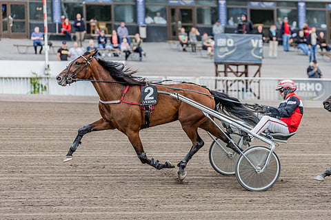 Shackhills Hazel ja Jari Kinnunen