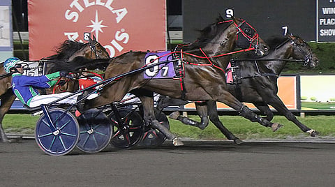 Ravit Meadowslands