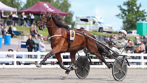 Shackhills Hazel starttaa Oulu Expressin finaaliin radalta kaksi Tuukka Variksen ohjastamana.