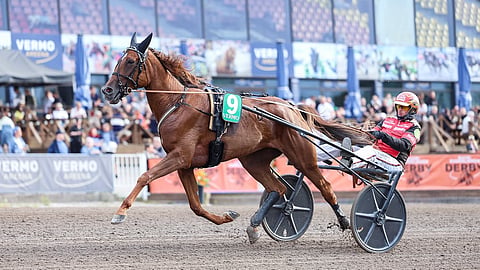 Like My Dream selvisi karsintavoittajana Derby-finaaliin, mutta laukkasi loppukilpailussa. Nyt Tapio Perttunen hakee valmennettavallaan menestystä Villinmiehen Tammakilvassa.