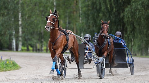 Zeussin (kuvassa vasemmalla) on aloittanut vahvasti Petra Koivulahden valmennuksesta. Lauantaina se voitti Pilvenmäen ponnahduslauta -finaalin.