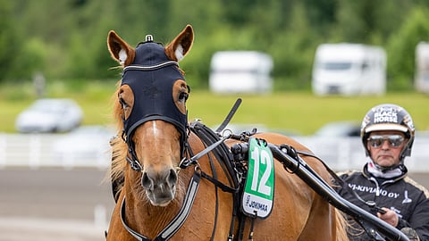 Lumi-Oosa on tehnyt jo tähän mennessä hienon uran Harri Kotilaisen käsistä. Vielä tamma nähtäneen radoilla, mutta tuskin enää monesti.