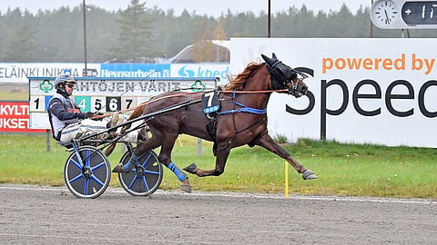 Alarik Huikea karkasi Antti Ojanperän ohjastamana selvään voittoon Pelimanni-ajossa. Ensi lauantaina kaksikko pyrkii toistamaan tempun Pohjoismaiden Mestaruudessa.