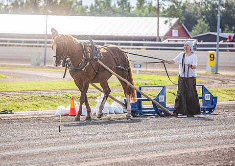 Nyt on nähty FWB myös vetokisassa. Esimerkkiä näyttävät Eleonora Paajanen tammansa Coeur d'Orin kanssa.