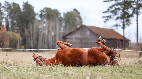 Oktaavia toisessa lempipuuhassaan piehtaroimassa tutussa ja turvallisessa ympäristössä kotonaan Vaulammin kylässä Jokioisissa.