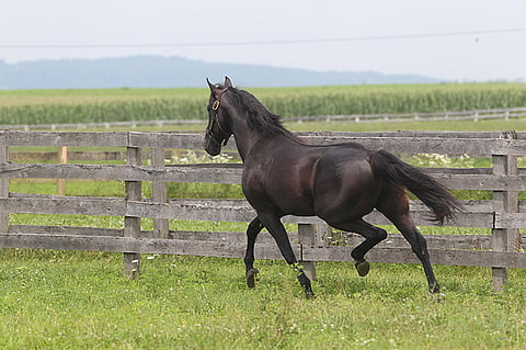 Andover Hallille koittavat eläkepäivät omassa tarhassa Hanover Shoe Farmsilla Pennsylvaniassa. Kuva: HU arkisto/