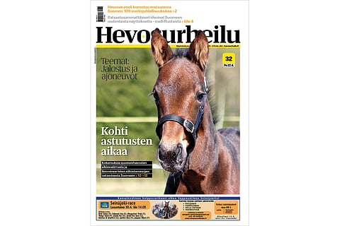 Jalostusteemassa vinkit siitostamman hankintaan