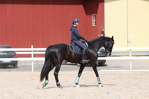 Aino.