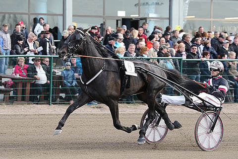 El Mago Pellini voitti Seinäjoki-Racen viime vuonna Adrian Kolgjinin ohjastamana.