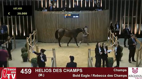 Deauvillen varsahuutokauppa jatkui perjantai-iltana. Kuvan Bold Eaglen pojan Helios des Champsin huusi Franck Leblanc 110 000 eurolla. Kuva France Sire TV:n live stream -lähetyksestä.