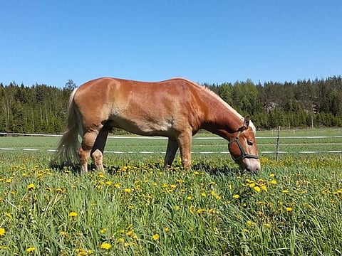 Se, miten glausiini on päätynyt Maisteri Jutilan näytteeseen, on arvoitus. Kuva Sanna-Kaisa Liukkonen.