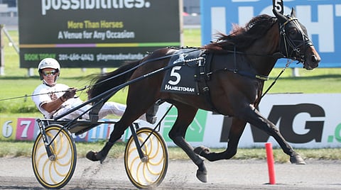 Kentucky Futurityn voittaja ja Hambo-kakkonen Greenshoe on ollut täyteen varattu Hanover Shoe Farmsilla. Kuva: HU arkisto