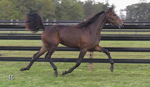 Kuva: Larry Cohen / Concord Stud Farm