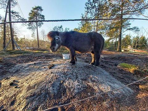 Kotimäen kukkulan kuningas. Ja yleensäkin kuningas. Ivrig. Ori ja jalostusori.