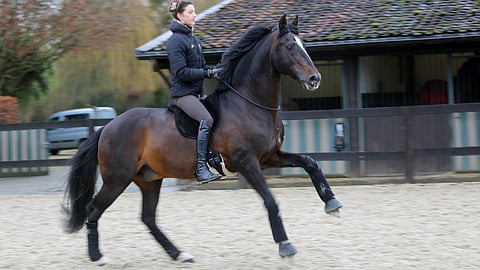 Ykkösvaihdot ilman suitsia, satulaa ja kannuksia. Alizée Froment ja se kaikkein rakkain hevonen, lusitano-ori Mistral de Coussoul.
