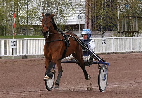 Raviliigatähti Mascate Match juoksee kilpaa Vermossa ensi keskiviikkona. Kuva: Jarno Unkuri.