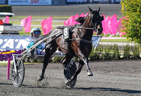 Daniel Redénin valmentama Don Fanucci Zet Solvallan loppusuoralla Elitloppet-lauantaina 2020. Kuva:HU arkisto