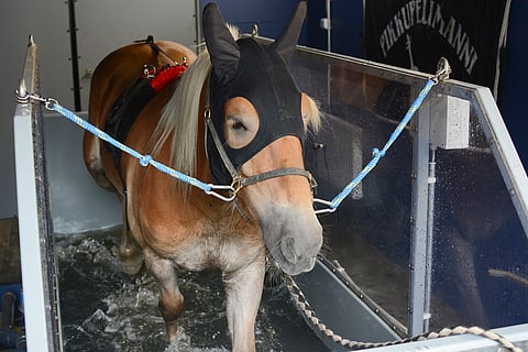 Villikuti treenaa vesijuoksumatolla Ranch Livanhoppassa Lempäälässä. Kuva: Anni Lehto