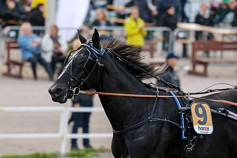 Lahjakas Consalvo on hyvä varma illan Toto64-peliin, jossa täysosumille on jaossa 64 000 euroa ekstrarahaa.