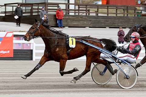 Santtu Raitalan ohjastama Perchpond on voittanut lähes kaksi kolmasosaa starteistaan.