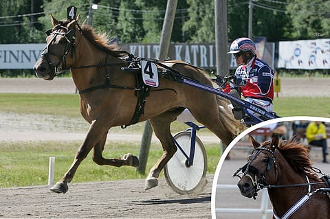 Emme oli pärjäävä kilpatamma, ja jälkeläisnäytöistä toistaiseksi huomattavin on ravikuningas Evartti.