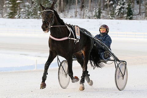 Nelivuotias Ashley Face tähtää Janita Antti-Roikon tallista ikäluokkakilpailuihin. Arkistokuva: Anu Leppänen
