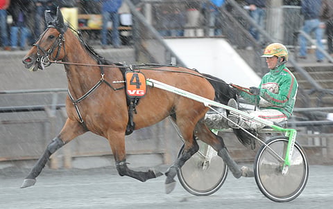 Rita Sensation on Norjan Tammaderbyn voittaja vuodelta 2010. Dahir de Prelongin ja Alva Olympian jälkeläinen saapuu Suomeen koronatilanteen salliessa.