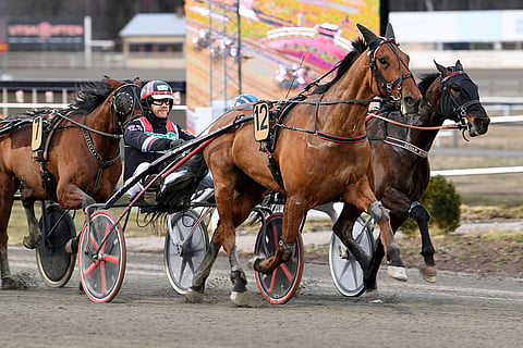 Petri Puro uskoi Maestro Crowen valmennusvastuun viime syksynä lonkkaleikkaukseen mentyään Johan Untersteinerille. Viiden startin jälkeen kaksikko on vielä tappiotta.