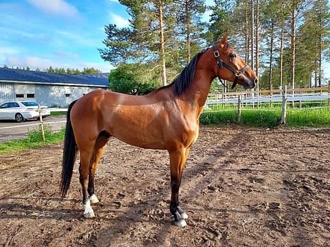 Rocking Flax siirtyi hienosti menestyneen Ida Lanton valmennukseen.