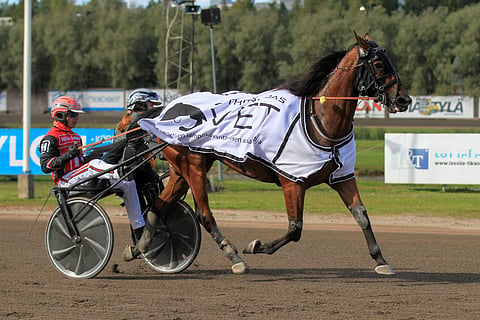 Staro Miami voitti uransa 31 startista 15 ja ansaitsi pääosin Ruotsin kovista ikäluokkalähdöistä 497 341 euroa. Ennätykseksi jäi 10,2.