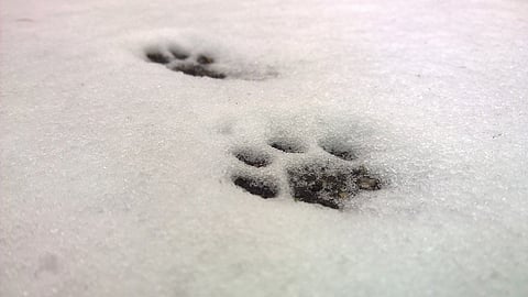 Ei tiedetä, mikä aiheutti hevosen hevosen loukkaantumisen Hämeenkoskella. Kuvituskuva.