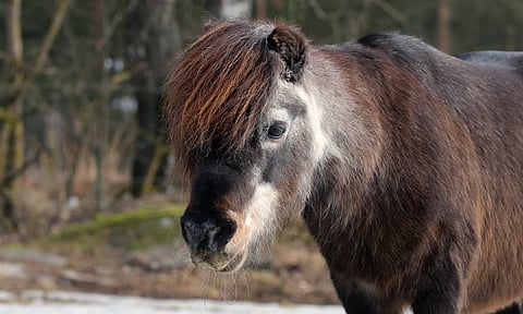 Ivrig, keväällä 2022.