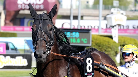 Earl Simon voitti Elitloppet karsinnan vuonna 2020, mutta loukkaantui finaalissa.