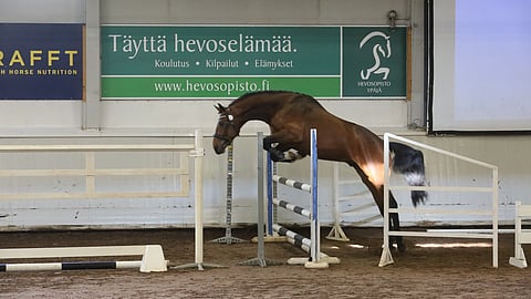 Kolmivuotiaana osallistunut Don Real jatkaa nyt viisivuotiaiden testiin.