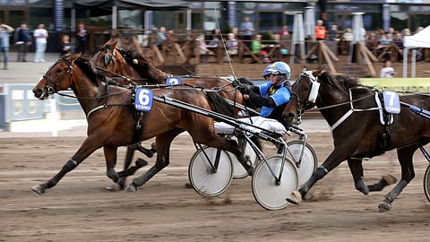 Truthisoutthere (kuvassa nro 6) jäi viime startisssaan vain niukasti Derbydinaalin ulkopuolelle olemalla karsinnassa kolmas.