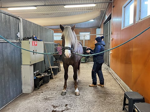 Puoli tuntia ennen verryttelyaikaansa Paavo oli vielä menossa lauantain Finnhorse Cup -starttiin.