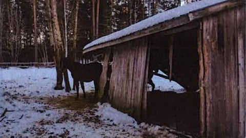 Hevosten tarhassa oli tuulensuoja, joka oli sortumaisillaan. Kuvakaappaus viranomaisen tarkastusraportista.