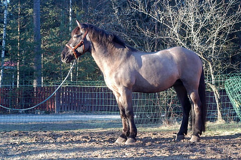 Rissala vuonna 2007.