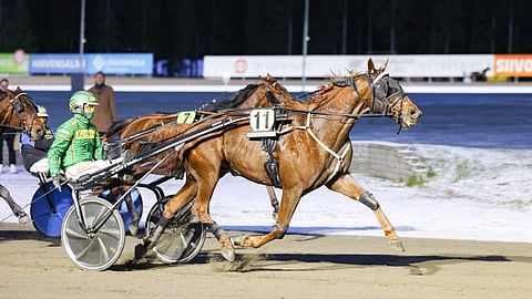 Mikkeli Cupin voittaja Cool Flame starttaa nelivuotiaiden oriiden ja ruunien Kasvattajakruunun finaaliin radalta neljä. Toistaiseksi se ei ole kuulunut nopeimpiin avaajiin.
”Ehkä sekin puoli vielä joskus petraantuisi”, kasvattaja Maarit Myllymäki pohtii.