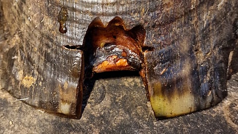 Hot Casanovan kaviosta poistettiin keratooma. Keratooma on kavioaineen epänormaalia kasvua. Kavio kolmisen viikkoa leikkauksen jälkeen.