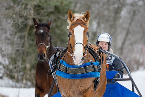 Stallone ravihevonen