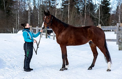 Jutta Ihalainen ja lämminveriravuri Johan Coccola