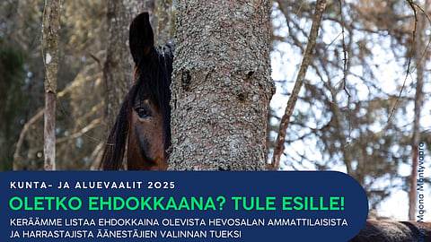 Alue- ja kuntavaalit 2025 Hippolis