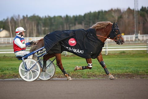 Viulan Voitto, Petri Mäkinen, Voimaeläincup